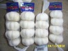 normal white garlic prepacked