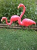 Fierce flamingo