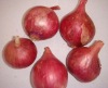 Fresh Red Onion