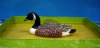 floating duck(p.u floating duck for garden decoration,waterfowl crafts),plastic floating crafts