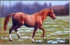 Animal Oil Painting-Horse001