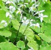 Epimedium Extract--10