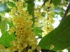 Osmanthus Fragrans Flower Concrete