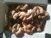 New Crop Fresh Ginger