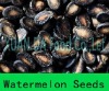 Sell Black middle melon seeds in bulk with the most competitive price