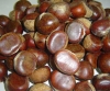 fresh chestnut