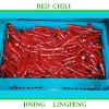 Red Chili