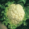 new crop IQF frozen cauliflower with top quality