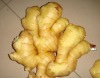 2011 Crop Fresh Ginger