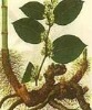 Giant Knotweed Extract 98% Resveratrol