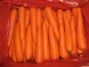 Fresh Red Carrots