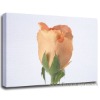 flower canvas painting