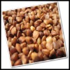 China Roasted Buckwheat 2010 crop