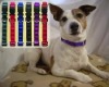 Magnetic Pet collars