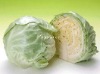 fresh cabbage