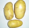 Fresh Holland Potato