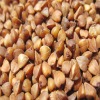 China Roasted Buckwheat 2010 crop