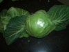 farm fresh green round cabbage