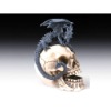 polyresin skull with dragon, resin skull