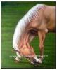 Animal Oil Painting-Horse003