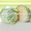 White Fresh Chinese Cabbage