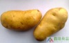 China fresh potato