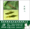 Thrips pheromone lure