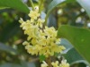 osmanthus Oil,fragrance oil