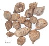 rhizoma sparganii