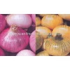 new crop Chinese onion