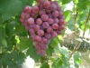 red globe grape