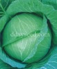 cabbage seed