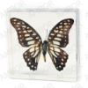 Novelty business gifts,butterfly paperweight