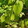 Epimedium P.E--09