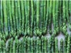 frozen green asparagus