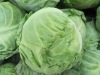 Chinese 2012 fresh cabbage