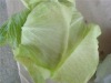 fresh cabbage