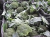 broccoli 2012