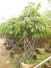 Ficus cage shape